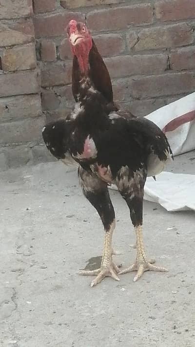 high quality aseel Murga aseel hen pure aseel