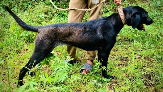 FEMALE DOG FOR SALE