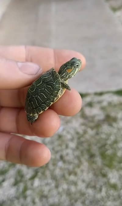 turtles imported Thailand 03268301979