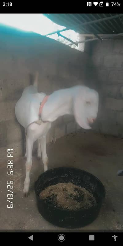 Gulabi Munda Bakra