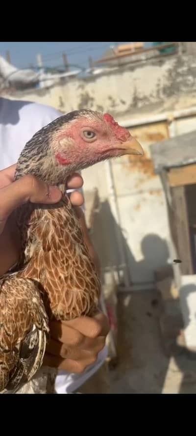 Aseel quality breeder murgia