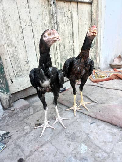 2 Aseel pathy for sale