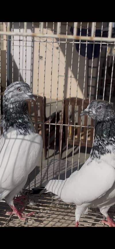 Kabli piegon