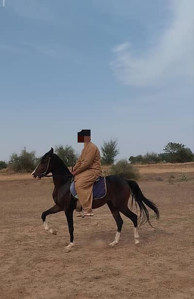 hosre for sale