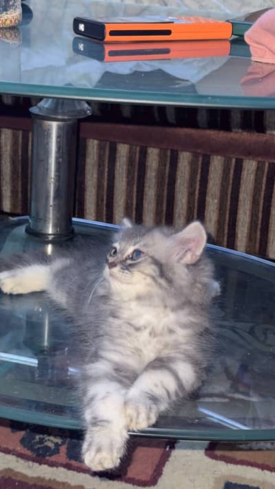 Cat Persian Coon mix breed- Kitten-Very friendly-well trained