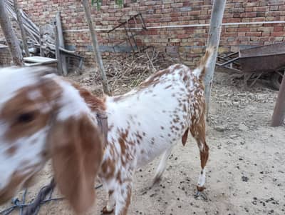 Gaban Bakri For Sale