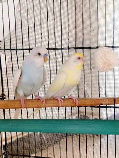 2 pair budgies with 2 chicks Available