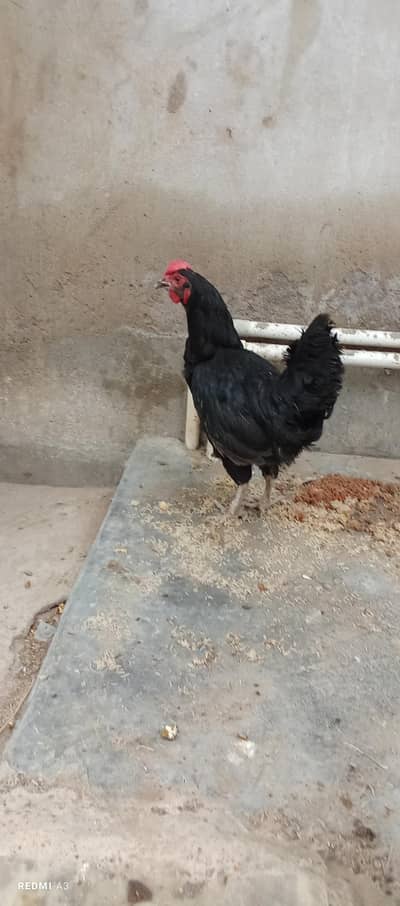 Astrolops hens for sale