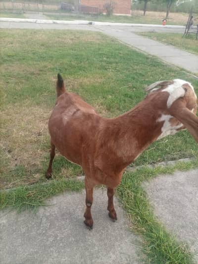 Goat for sale urgent for sale 4 months pregnant