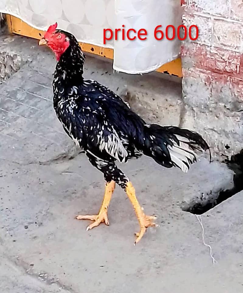 aseel patha 0