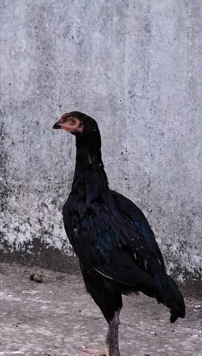 high quality thai aseel female for sell Whatsapp: 03159640025