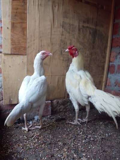 Aseel Heera Pair Dragon Blue Murgi Dragon chiks 0322 5888865