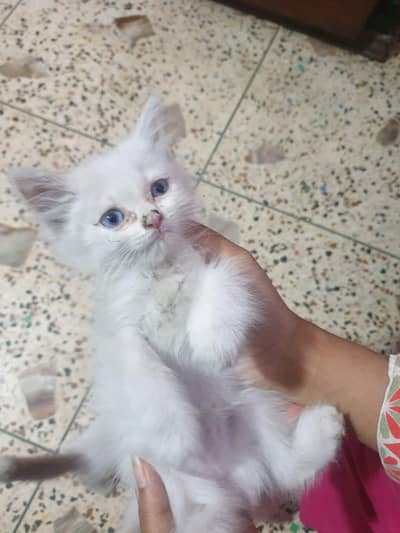 3 baby kittens for sale