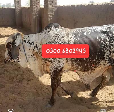 Kheeray Cholstani  Bull  / Wachay  for sale total  10