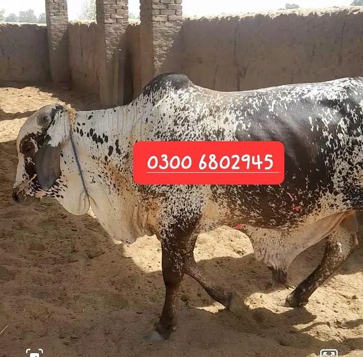 Kheeray Cholstani  Bull  / Wachay  for sale total  10