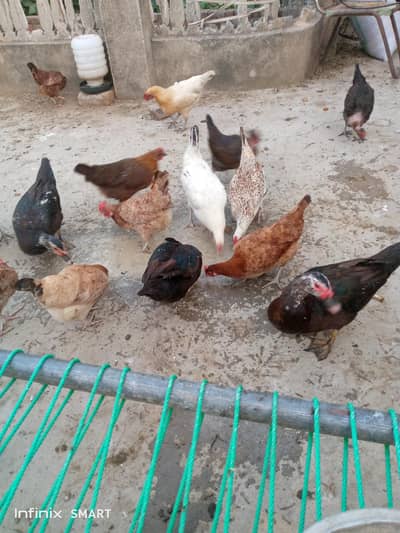 golden misri hens