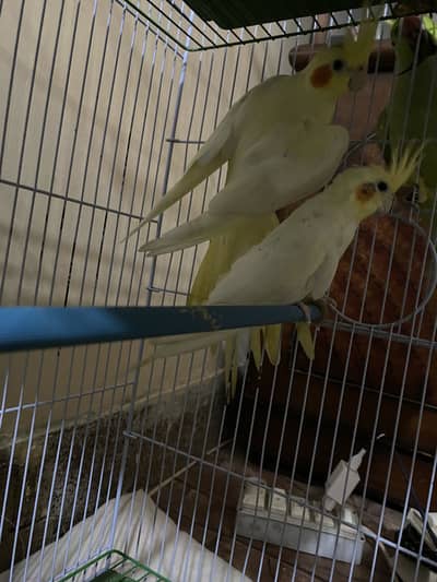 Coctail Cream pair