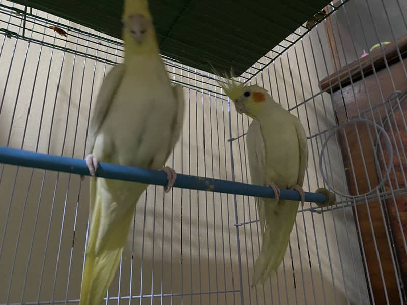 Coctail Cream pair 1