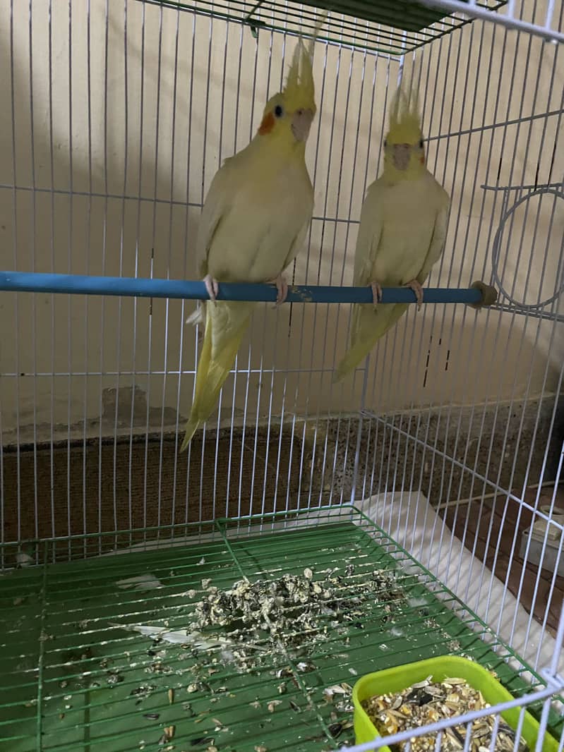 Coctail Cream pair 2