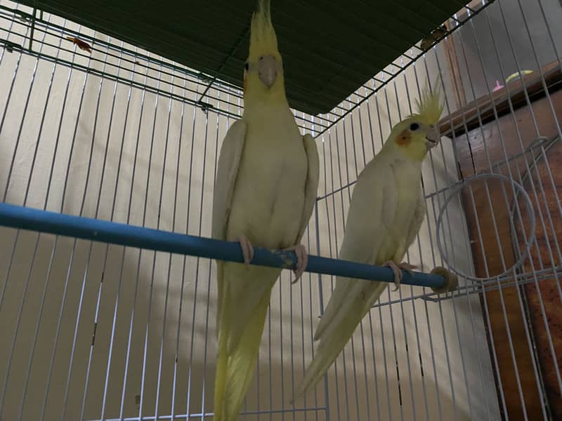Coctail Cream pair 5