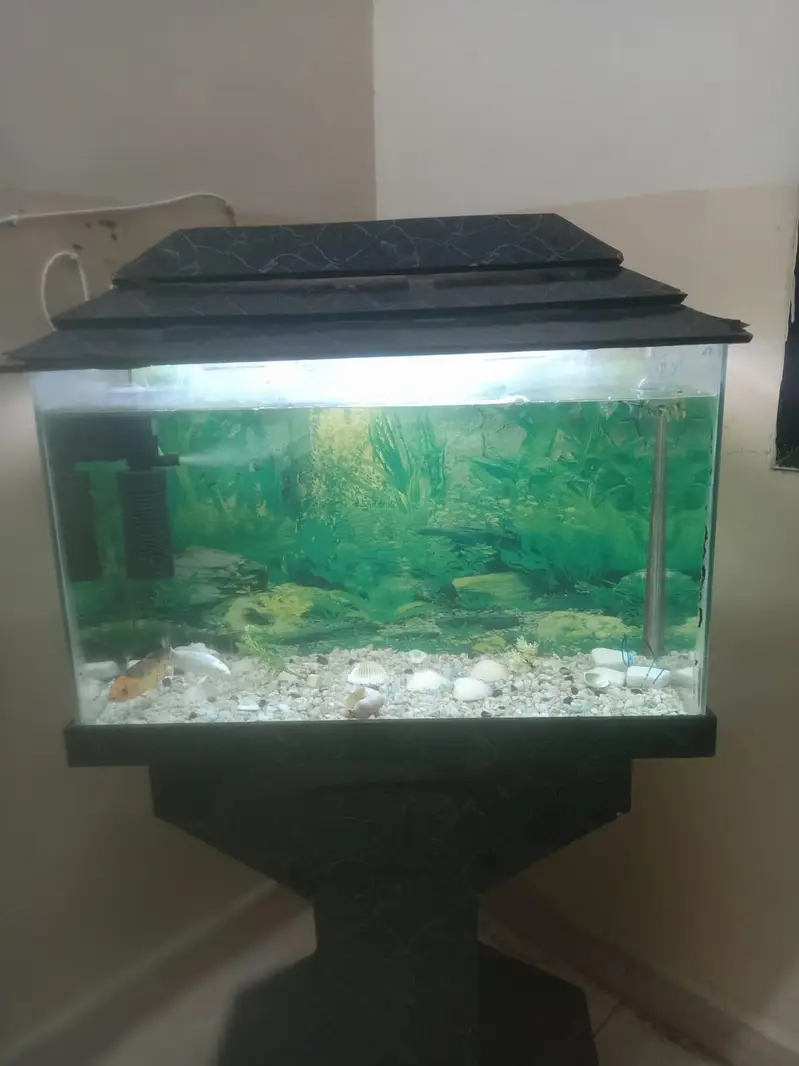 fish aquarium