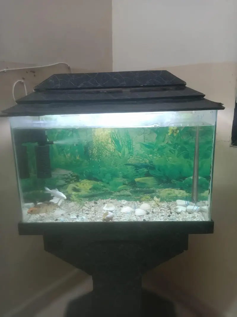 fish aquarium — photo 2