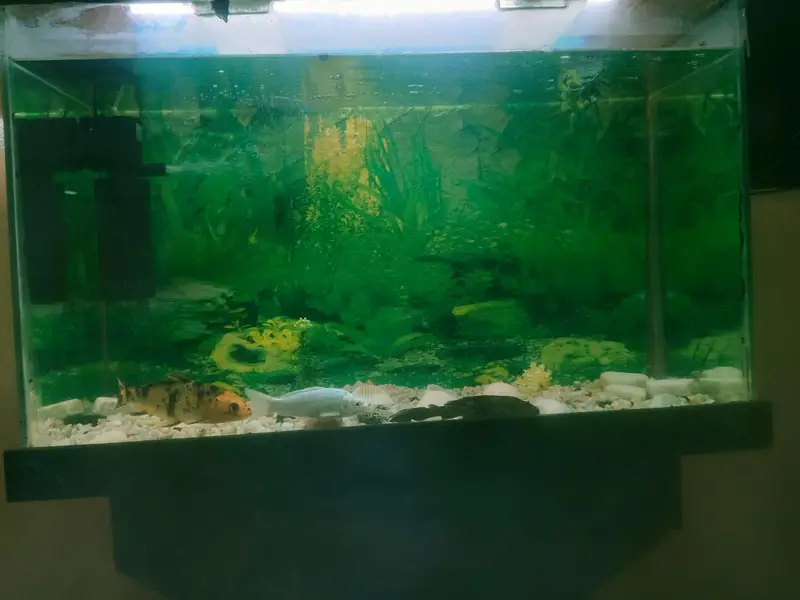 fish aquarium — photo 3