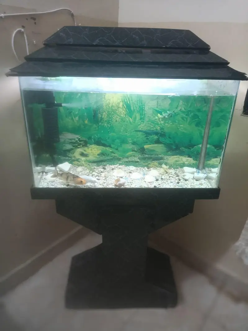 fish aquarium — photo 4