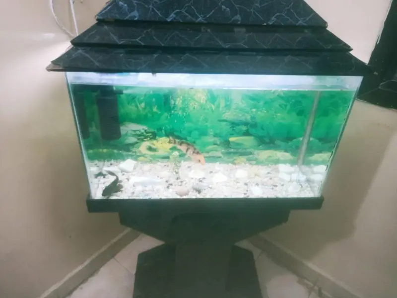 fish aquarium — photo 5