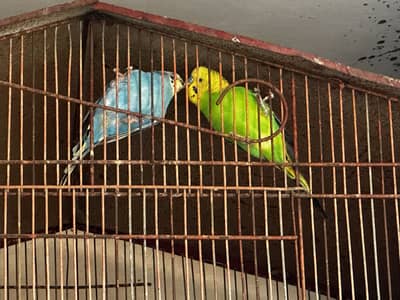 4 Breeder Budgies Pair