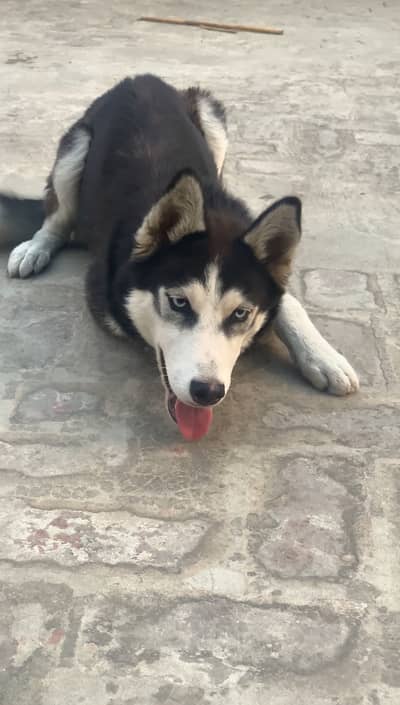 Husky Female 4.5 Months
