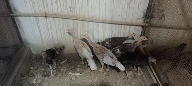 Perru ( turkey chicks)