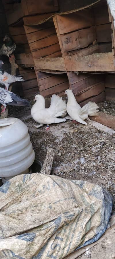 lakka pair for sale