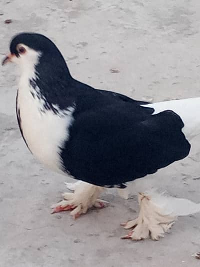 01 pair Black and white with chick and 1 femail Brown and white