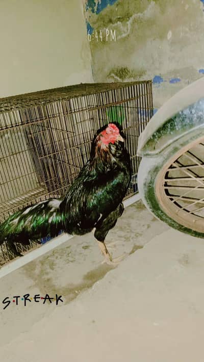 Aseel mianwali