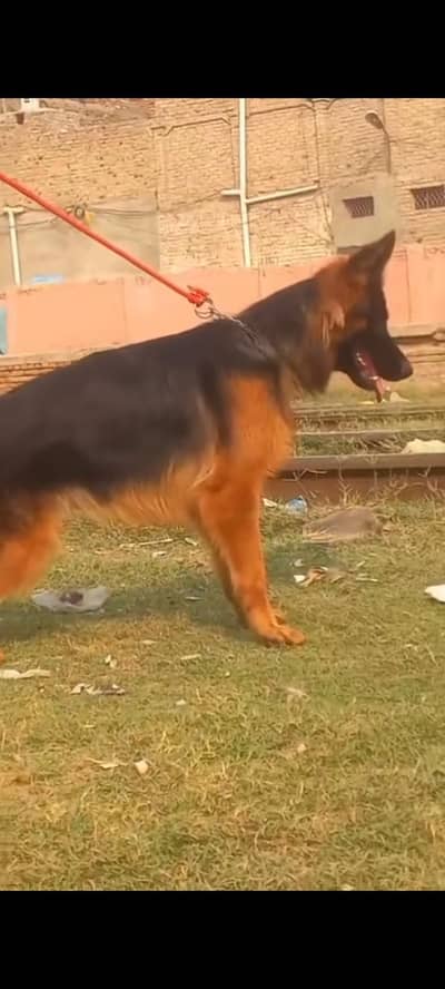 "German Shepherd Female 11 Months Old For Sale"