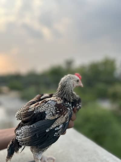 Desi Murgha