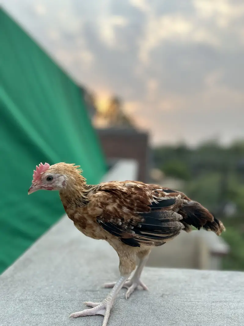 Desi Murgha — photo 2