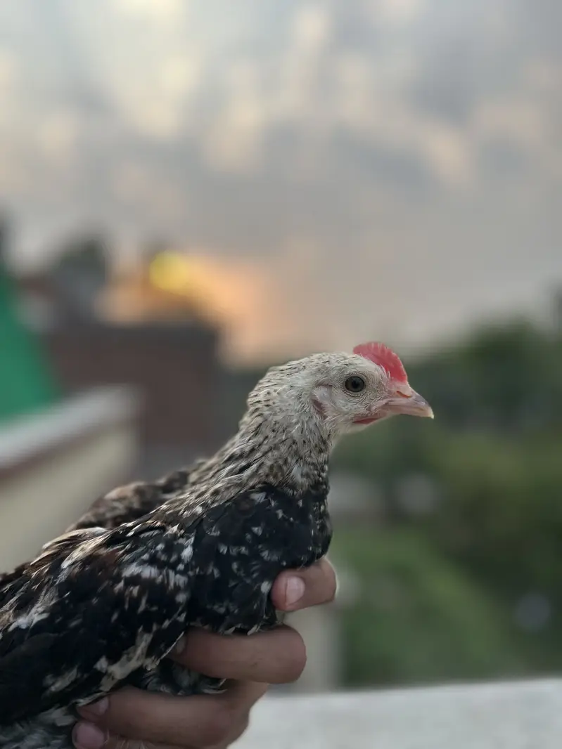 Desi Murgha — photo 8