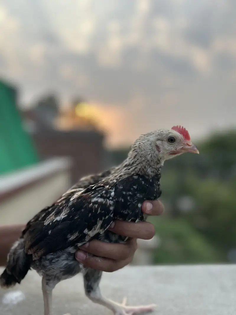 Desi Murgha — photo 9