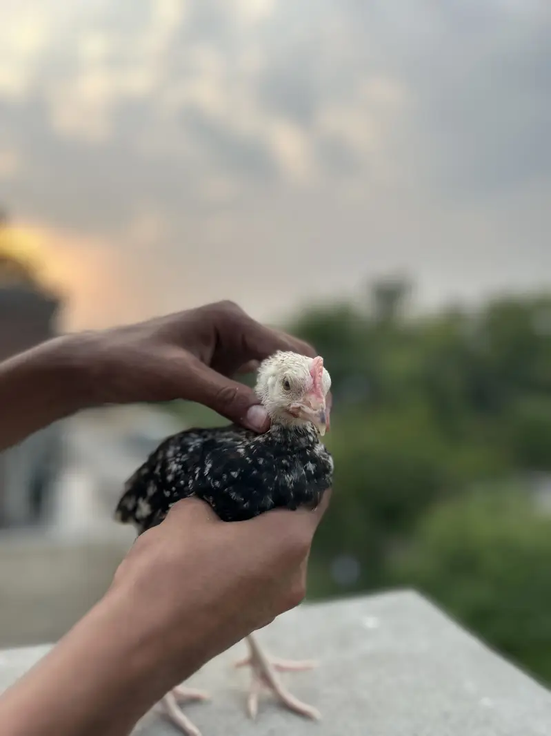 Desi Murgha — photo 11
