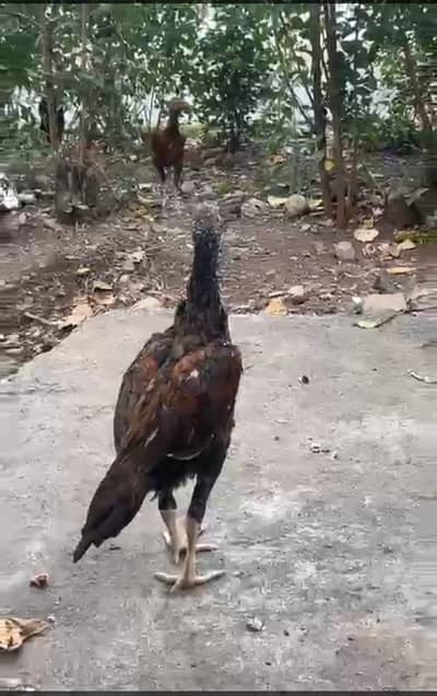 Aseel patha for sale whatapp 03329205416
