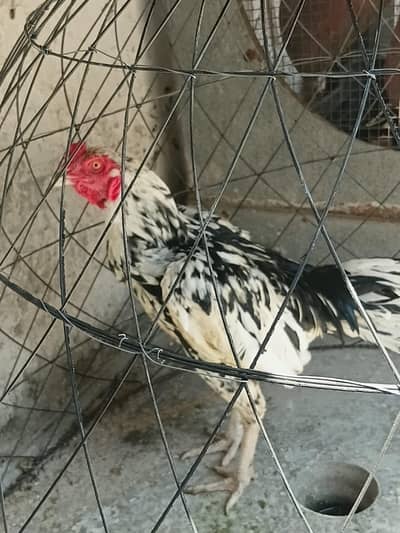 aseel cheena breed
