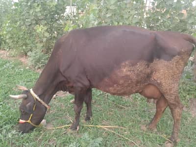 ek cow our os ka bacha ha 15 kg milk k sath