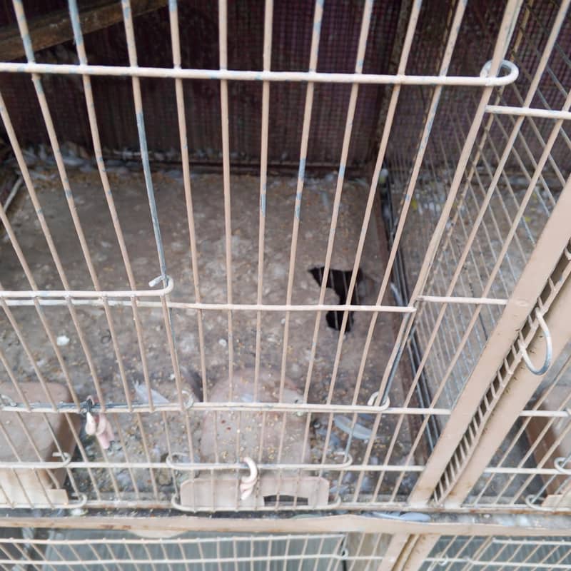 8 portion cage 1