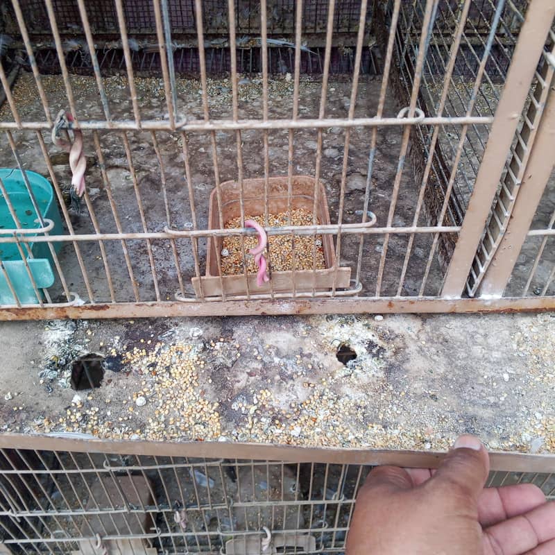8 portion cage 2