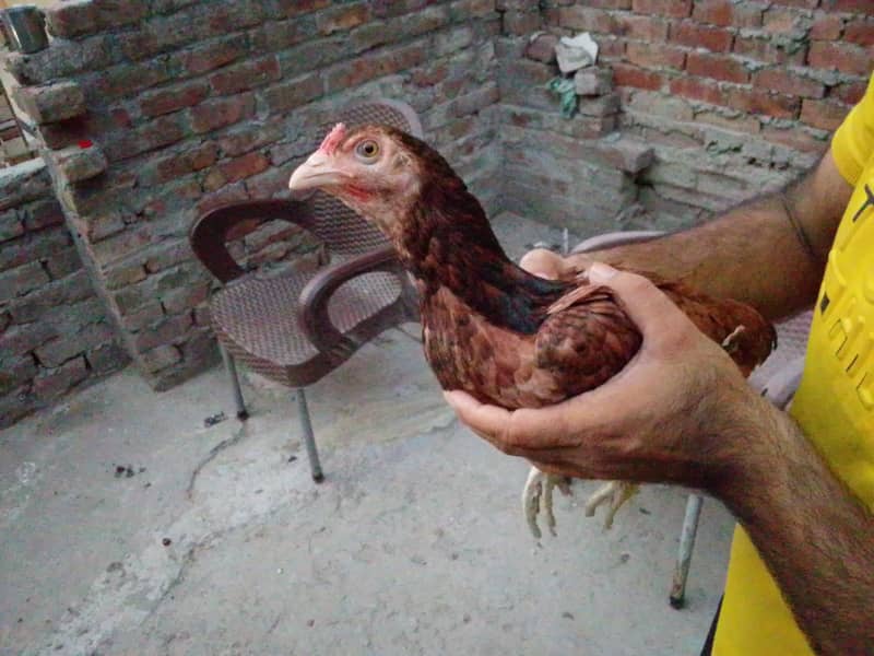 selll 1