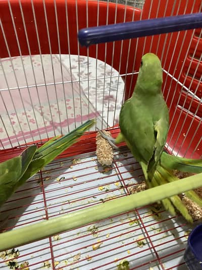 Ringneck pair