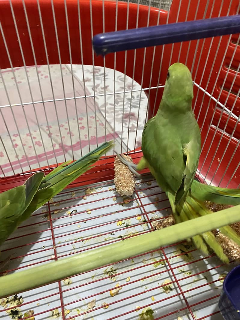 Ringneck pair 0