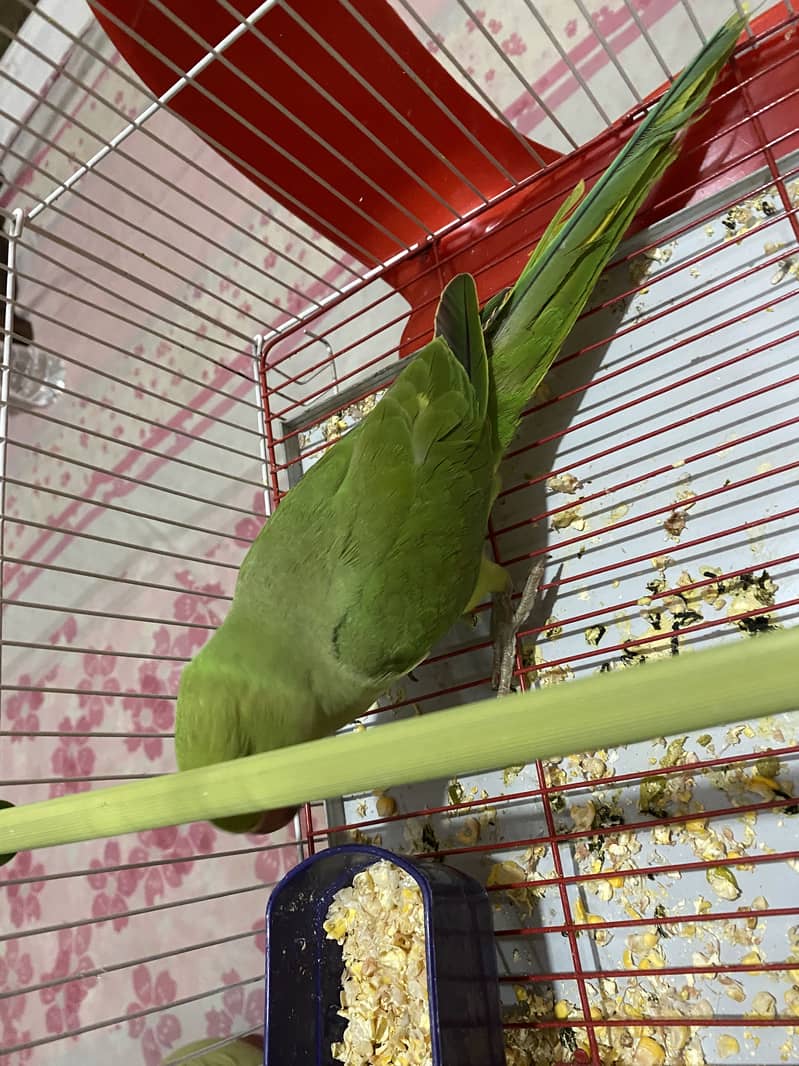 Ringneck pair 1